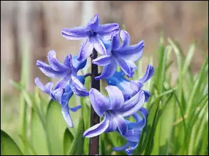 Niebieskie kwiaty hiacynta w trawie