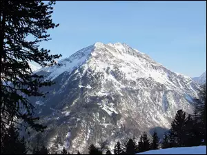 Drzewa u podnóża ośnieżonych Alp w Austrii