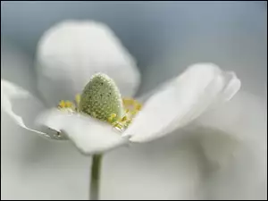 BiaĹy, Makro, LeĹny, Zawilec wielkokwiatowy, Kwiat