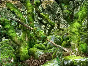 Las Wistmans Wood w Dartmoor