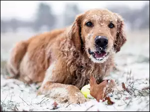 Zabawy psa Golden retriever na śniegu