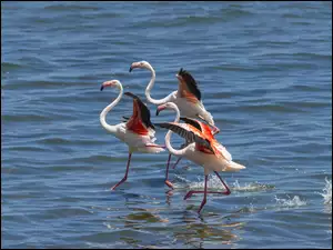 Morze, Trzy, Flamingi