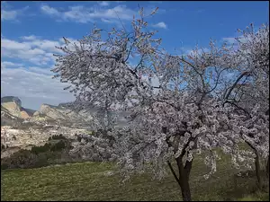 Drzewo owocowe, Góry, Wiosna, Kwitnące, Domy, Miasto, Dolina