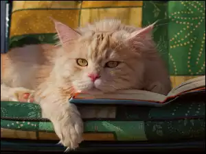 Książka, Kot, Kanapa