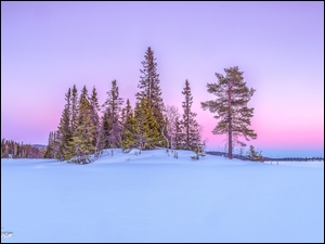 Las w zimowej scenerii na tle zaróżowionego nieba