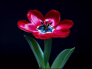 Rozwinięty tulipan na czarnym tle