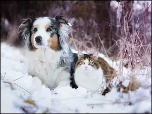 Owczarek australijski i kot siedzą na śniegu obok uschniętych traw