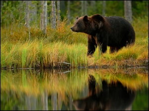 Niedźwiedź brunatny na brzegu jeziora