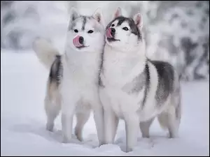 Siberian husky, Śnieg, Psy, Dwa, Zima