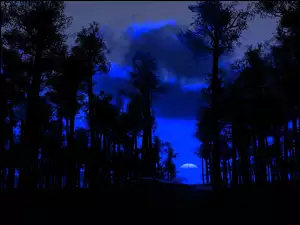 Drzewo, Noc, Niebieskie, Niebo