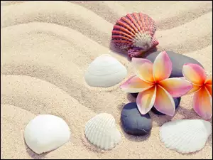 Kwiaty plumeria z kamieniami i muszelkami na piasku