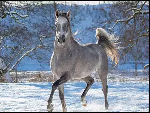 Koń siwek biegnie po śniegu