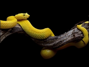Wąż oplatający konar