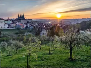 Drzewa, Wiosna, Praga, Czechy, WschĂłd sĹoĹca