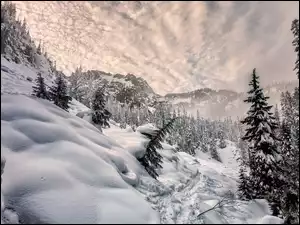 Zimowe góry i drzewa w śniegu
