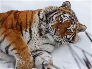 Leżący na śniegu tygrys