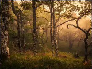 Drzewa w lesie we mgle