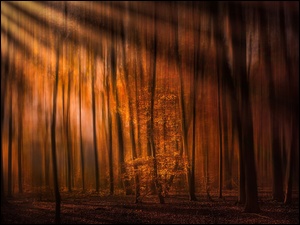 Las jesienną porą z przebijającym światłem