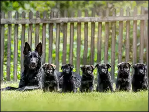 Niemiecki, Pies, Szczeniaki, Owczarek