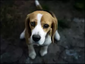 Beagle na tropie