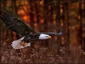 lot orła przez las