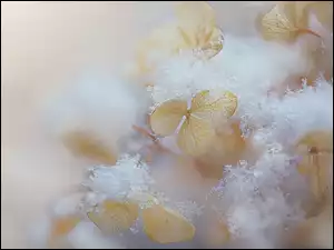 Śnieg na kwiatach hortensji