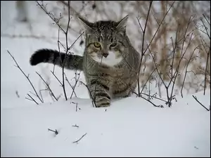 Kot stąpa po śniegu