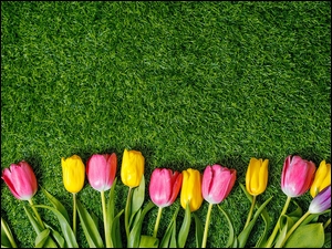 Kolorowe tulipany rozłożone na trawie