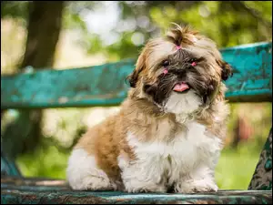 Pies Shih Tzu na ławce w parku
