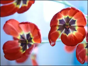 Czerwone rozwinięte tulipany