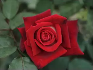 Czerwona róża z listkami