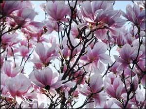 Kwiaty wiosenne Magnolii