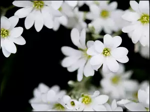 Białe delikatne kwiaty