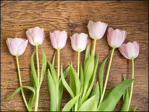 Siedem różowych tulipanów