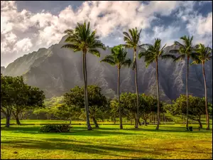 Palmy na tle góry na Hawajach