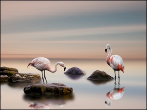 Flamingi w morzu pośród kamieni