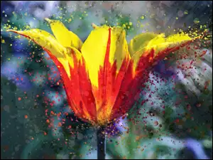 Namalowany tulipan