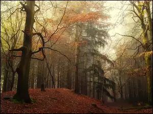 Las, Jesień, Pagórek, Drzewa