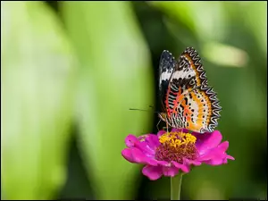 Motyl, Kwiat, Cynia, Kolorowy
