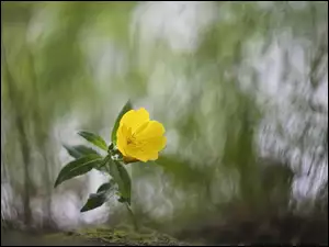 Żółty kwiatek w rozmyciu