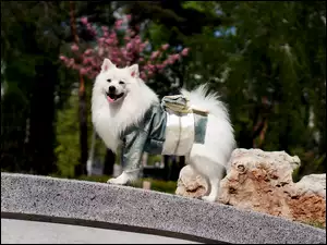 Pies Samojed w ubranku