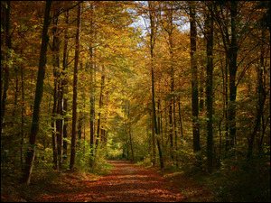 Droga, Drzewa, Las, Jesień, Ścieżka