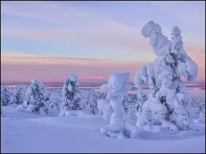 Śnieg, Niebo, Drzewa, Zima, Zaróżowione