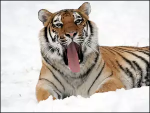 Śpiący tygrys ziewa na śniegu