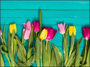 Kolorowe tulipany ułożone na niebieskich deskach