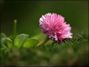 Kwiat stokrotka ogrodowa w trawie
