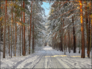 Las, Drzewa, Droga, Zima, Śnieg