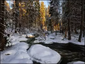 Przebijające światło na zimową rzeką w lesie