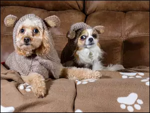 Pudel i Chihuahua w sweterkach wdzięcznie pozują na sofie