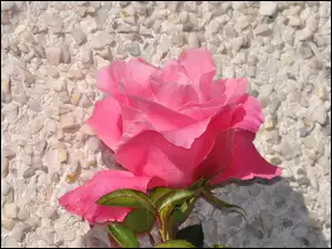 Róża, Kamyki, Różowa, Kwiat, Murek